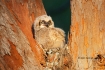 Birds-of-Prey;Bubo-virginianus;Great-Horned-Owl;Owl;chick;chicks;color-image;col